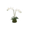 ORCHIDS WHITE 15MM TALL